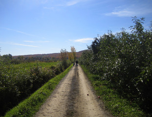 Fototapeta na wymiar orchard walk