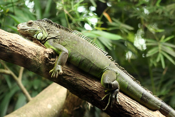 iguana