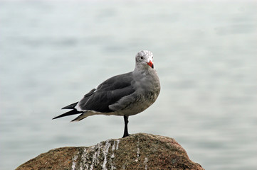 Obraz premium seagull