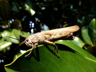 cavalletta