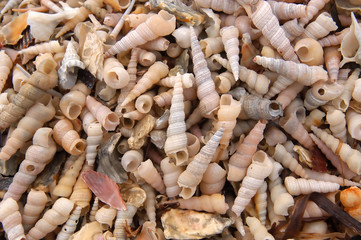 shell and snail on the beach