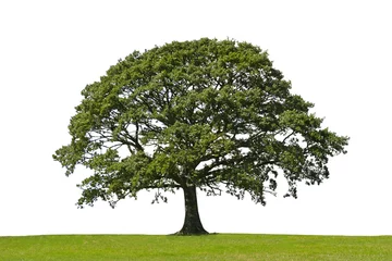 Photo sur Plexiglas Arbres chêne, symbole de force