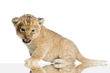 lionceau de 3 semaines