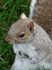 squirrel