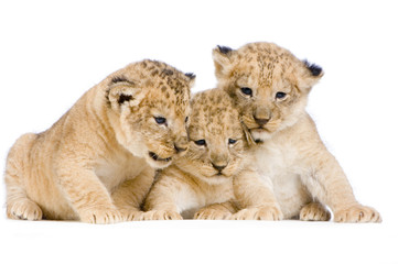 lionceau de 3 semaines