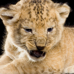 lionceau de 3 semaines