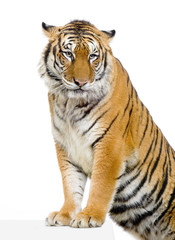 Fototapeta na wymiar łapy tygrysa przed