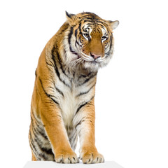 Fototapeta na wymiar Tiger siedzi na jego podstawie