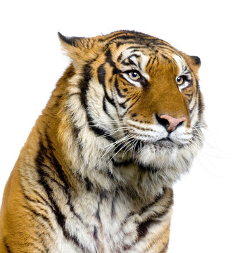 close-up d'un tigre © Eric Isselée