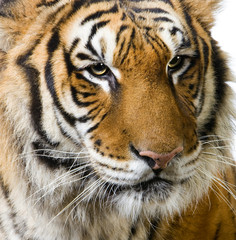 close-up d'un tigre