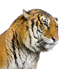 close-up d'un tigre