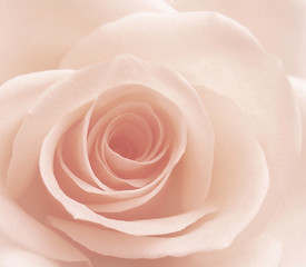 Obrazy na Plexi  Róża
