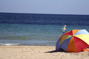 seagull at the beach