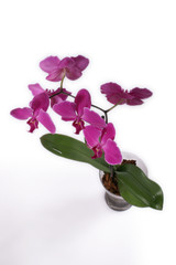 Naklejka na ściany i meble purpurowa orchidea