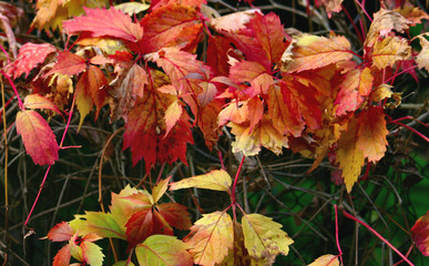 fall fence