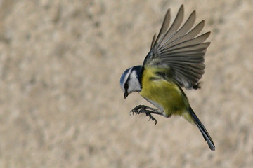 Oiseau En Vol Photos Illustrations Vecteurs Et Vidéos