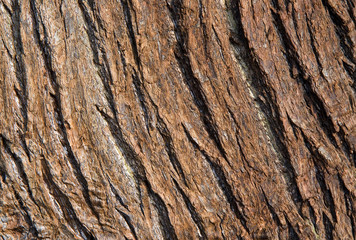 vertical bark grain