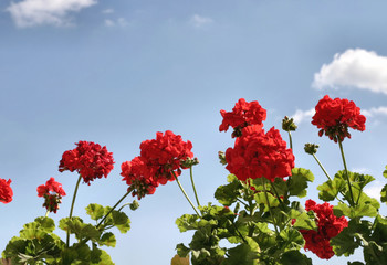 red flowers against the sky