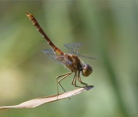 dragonfly