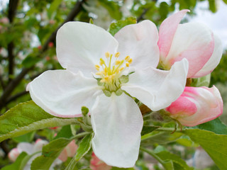 flower of apple-tree