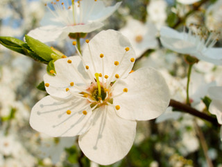 flower of plum