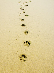 impronte