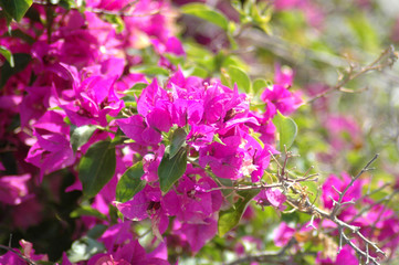 bougainville in spain