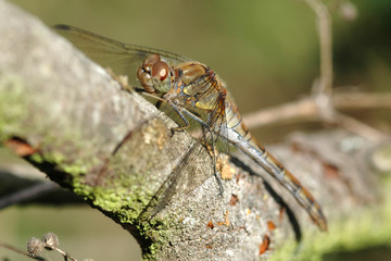 dragonfly in woodland
