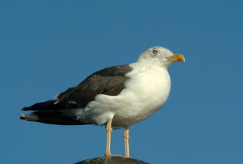 seagull portrait