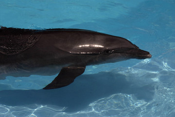 Delfín © Netwalker