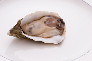 single oyster