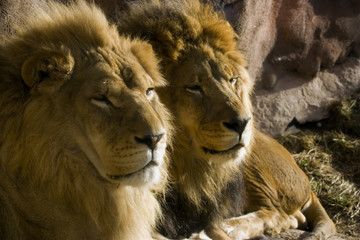 Naklejka na ściany i meble lions father and son