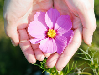 flower and hand