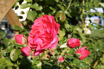 rote klettterrose