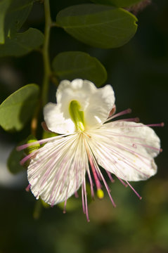 cappero
