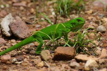 jeune iguane vert