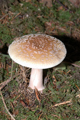 champignon 1