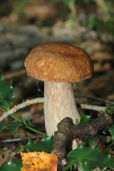champignon 13