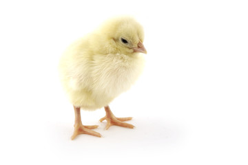 the chick