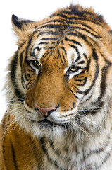 close-up d'un tigre
