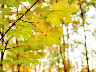 yellow maple leaves