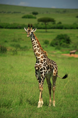 strolling giraffe