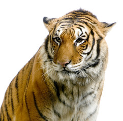 Fototapeta premium close-up d'un tigre