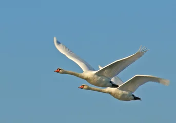 Deurstickers swan © mieszko