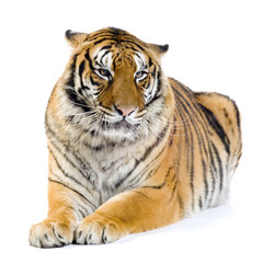 Fototapeta na wymiar Tiger leżącego sfinks