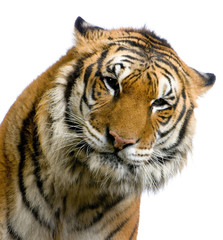 Naklejka premium close-up d'un tigre