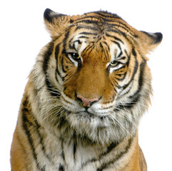 close-up d'un tigre