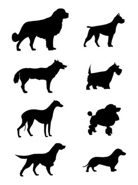 dogs silhouette
