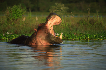 hippopotamus amphibius