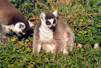 ring-tailed lemur 1